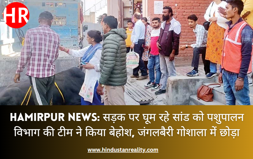 Hamirpur News: सड़क पर घूम रहे सांड को पशुपालन विभाग की टीम ने किया बेहोश, जंगलबैरी गोशाला में छोड़ा